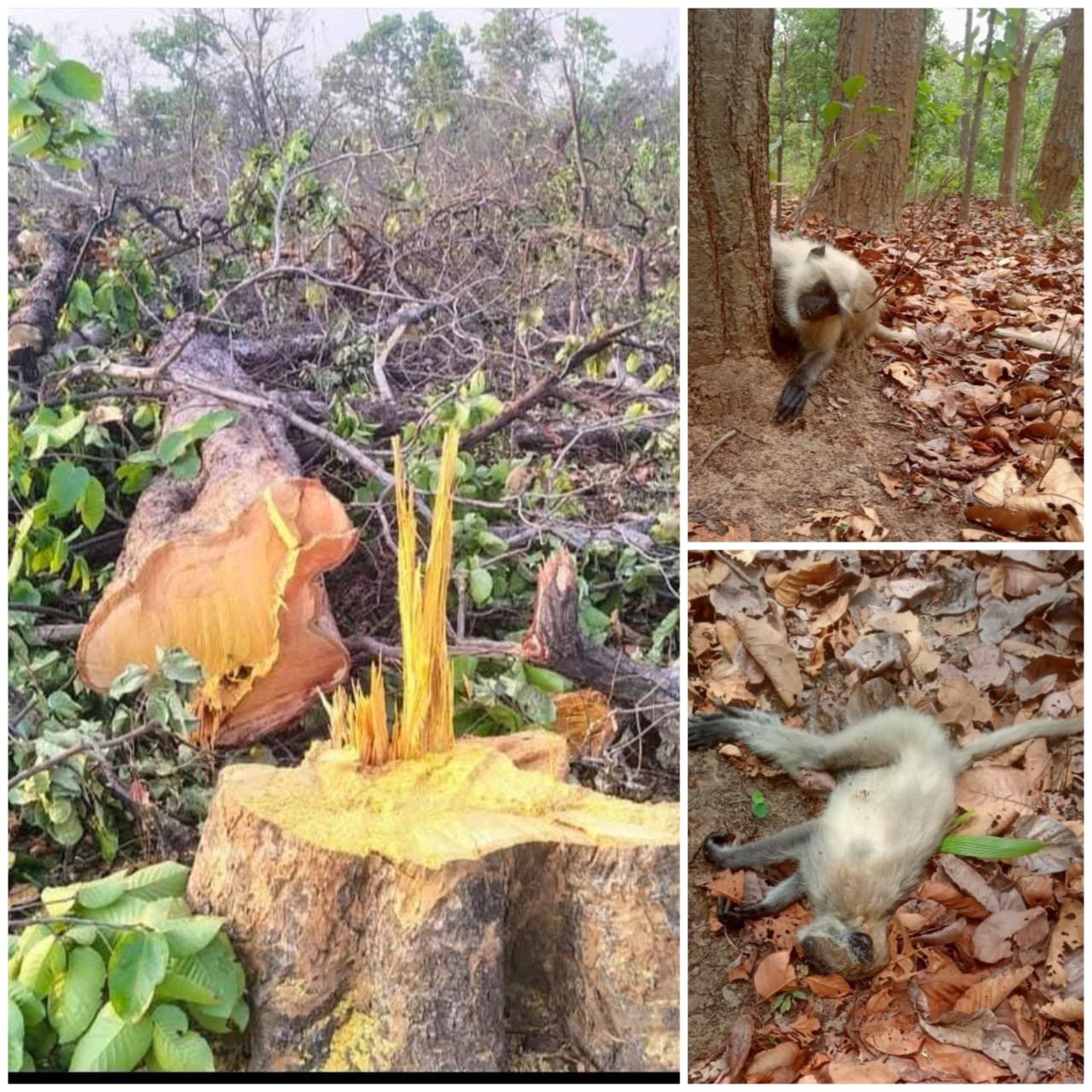 हसदेव अरण्य का विनाश: बंदरों की हत्या, आदिवासियों का विस्थापन और पर्यावरणीय त्रासदी