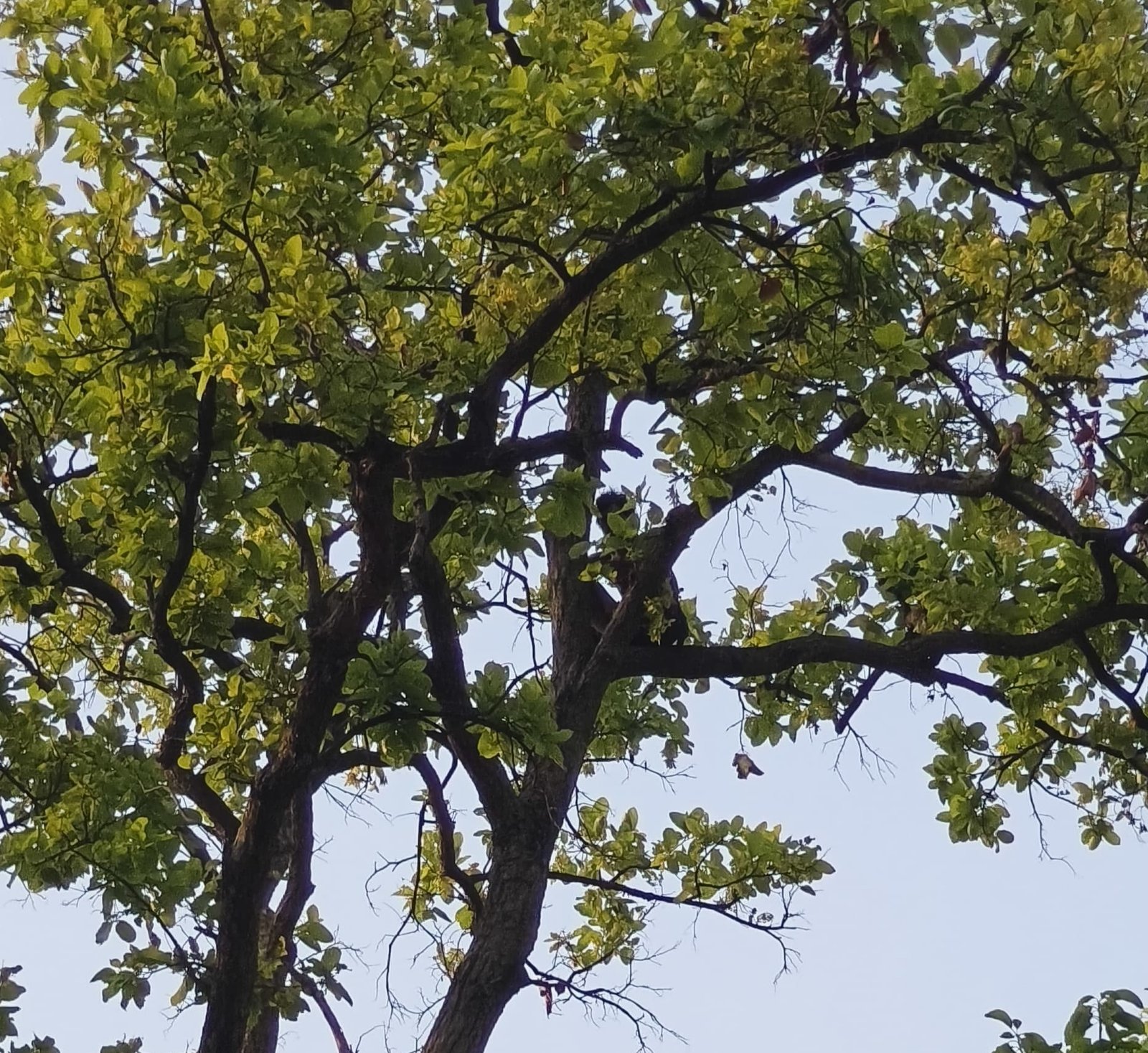 पेड़ पर सौ फीट ऊंचाई पर तीन दिन तक बैठा रहा पंडो युवक, प्रशासन की लापरवाही से उठे सवाल