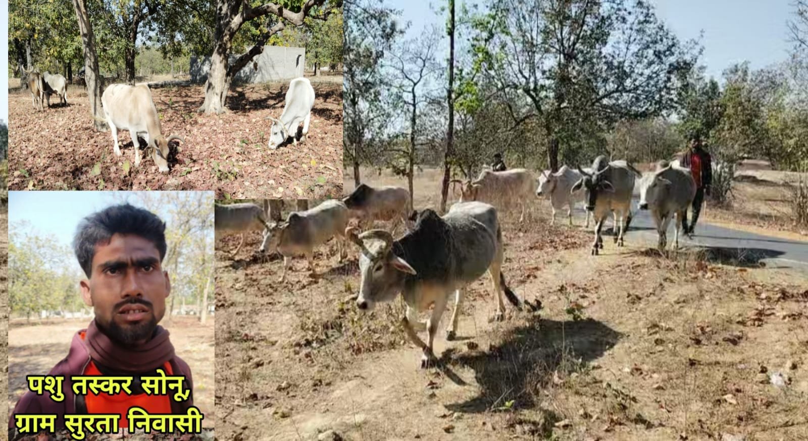 प्रेमनगर - 15 नग बैलों को भूचड़ खाना ले जा जा रहे तस्करो को जंगल में युवकों ने पकड़ा, मवेशी छोड़ भागे तस्कर