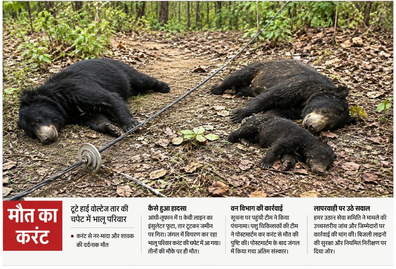 मौत का करंट: टूटे 11 केवी तार ने उजाड़ दिया भालू परिवार, नर-मादा और शावक की दर्दनाक मौत